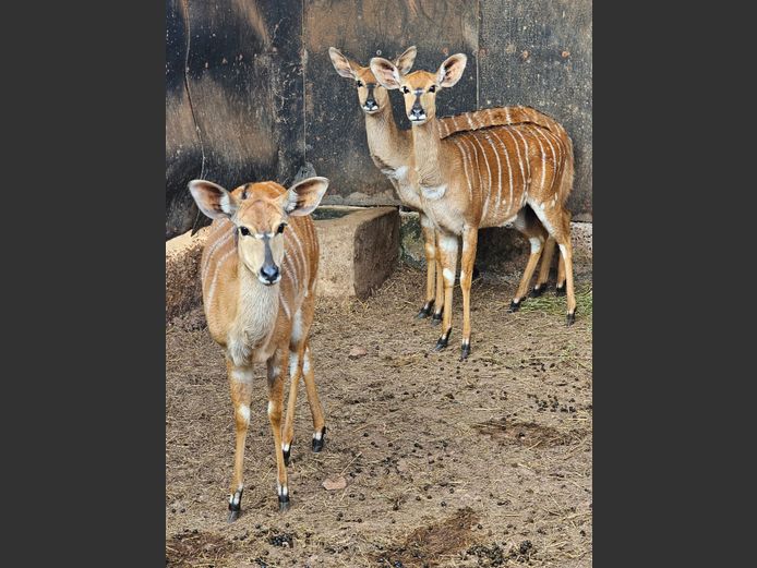 NYALA | BIRKEN VERVOER