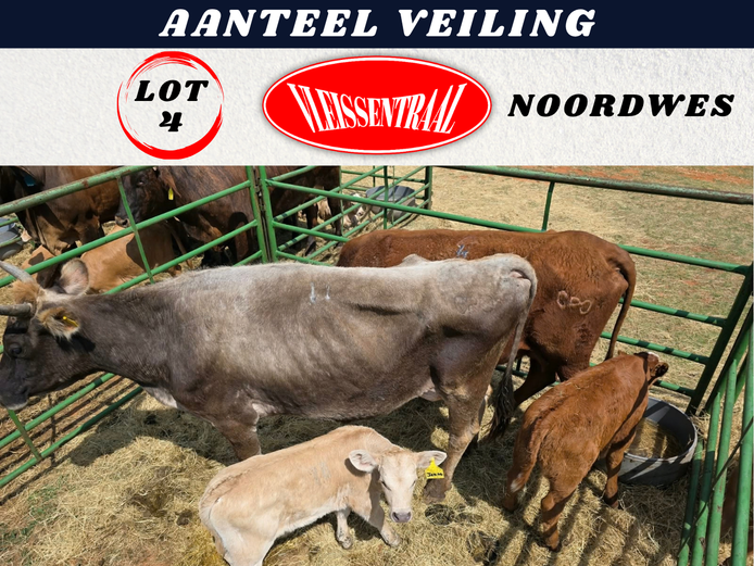 Commercial Animals