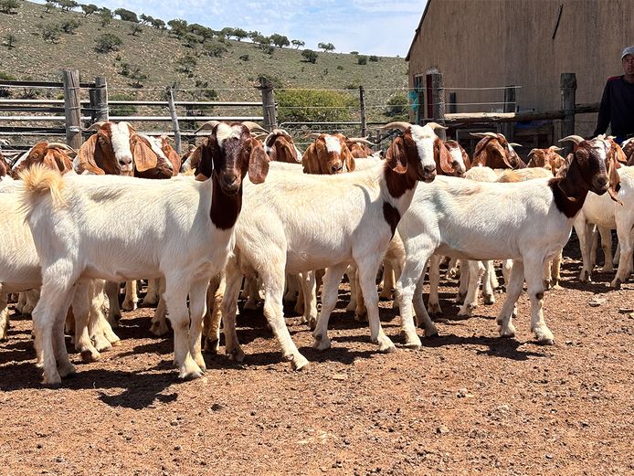 Boergoat Ewes