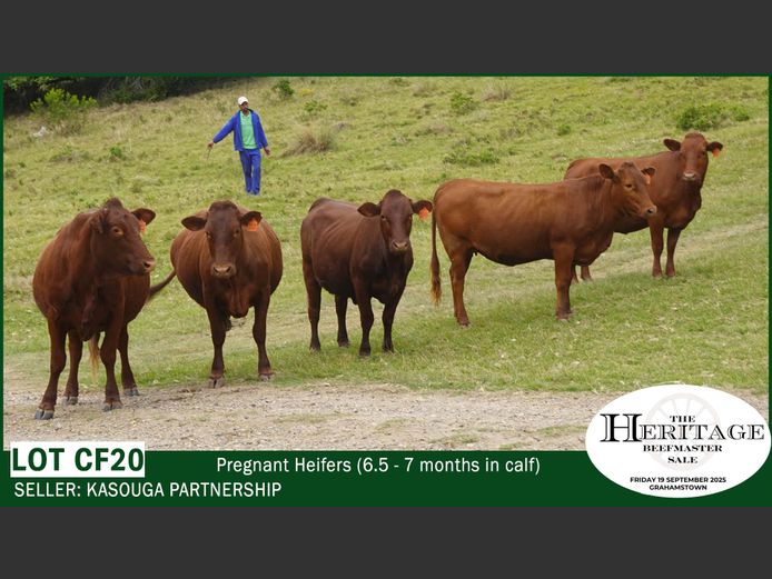 Commercial Animals | Kasouga Partnership