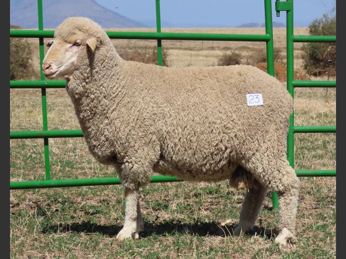 80 | Rooipoort Poenskop Merinos                
