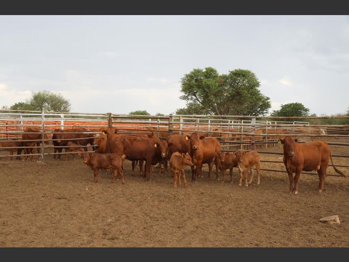 Commercial Animals | JP du Preez