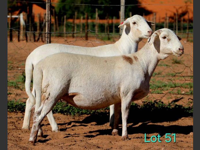 25-0058NLT | 25-0012NLT | LEKWATER