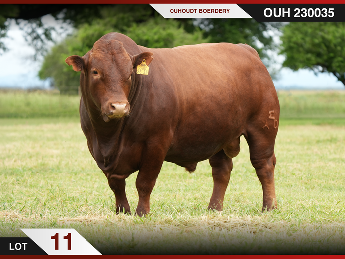 OUH 230035 | OUHOUDT BONSMARAS