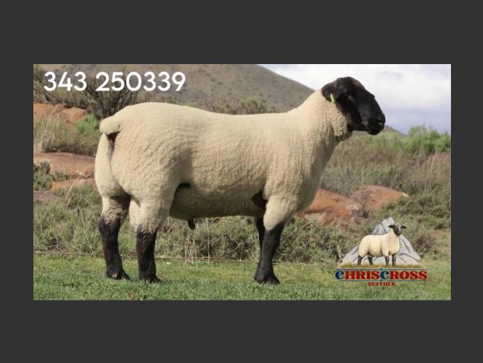 343250339 | CHRISCROSS SUFFOLKS