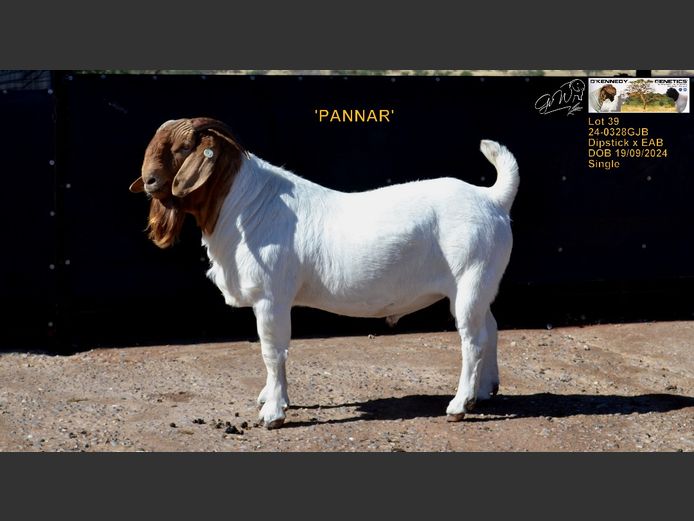 24-0328GJB | O'KENNEDY GENETICS