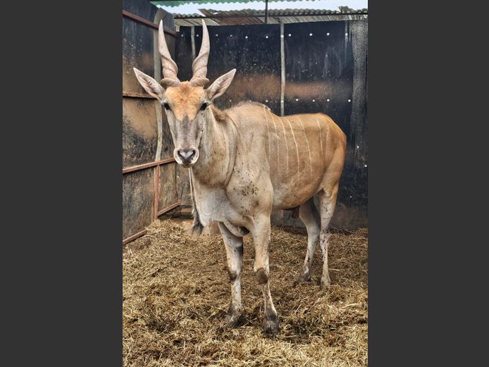 LIVINGSTONE ELAND | THOLOS