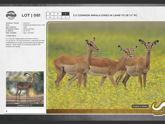 Impala - Common | Exclusive Vet CC