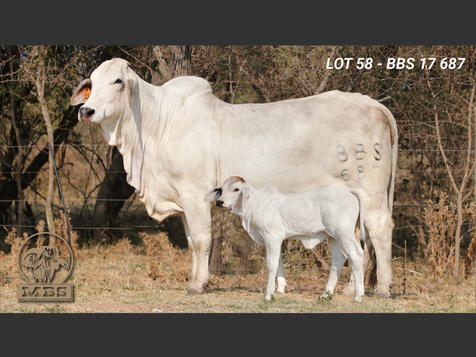 BBS17687 | MBS BRAHMANE
