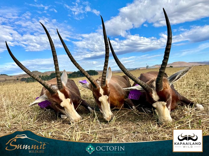 16"-17"+ BLESBOK EWES RW YOUNG 20 4/8" RAM