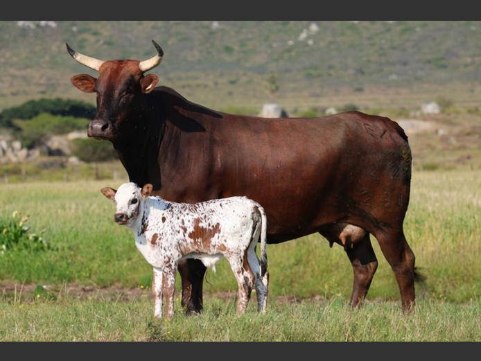 EX 220231 | EXSTEEN NGUNI’S & SANGA‘S