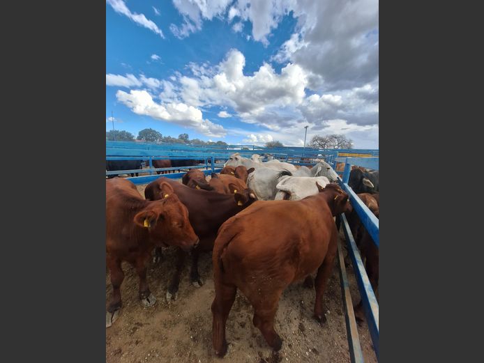 Commercial Cow Fat