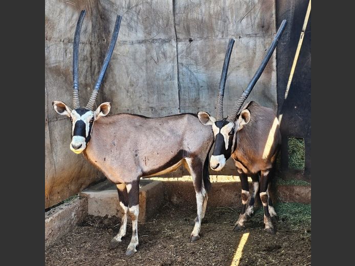 GEMSBUCK | LITTLE HUT TRUST