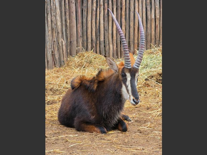SABLE | SCHALK VAN ZYL