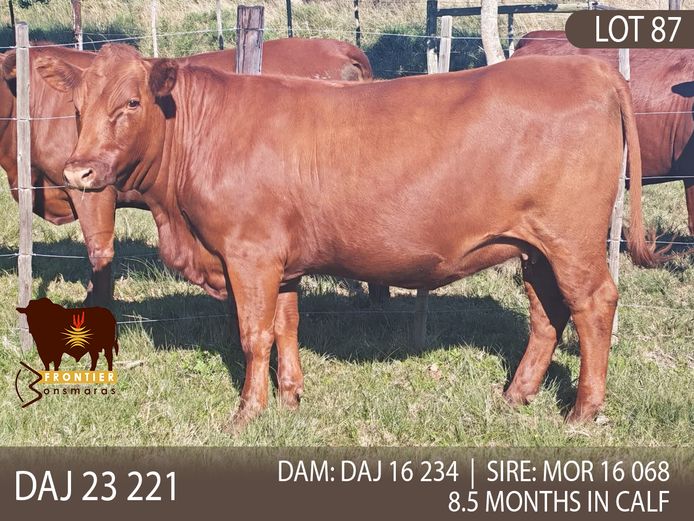 DAJ 230221 | J.D. STIRK
