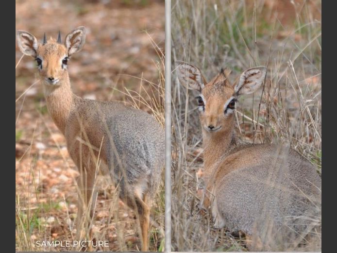 DAMARA DIK DIK | DU PREEZ WILD