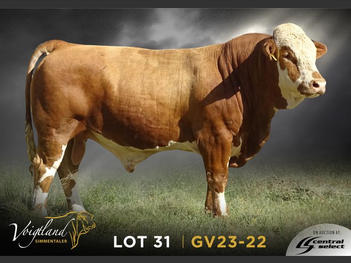 GV23-0022 | VOIGTLAND SIMMENTALER
