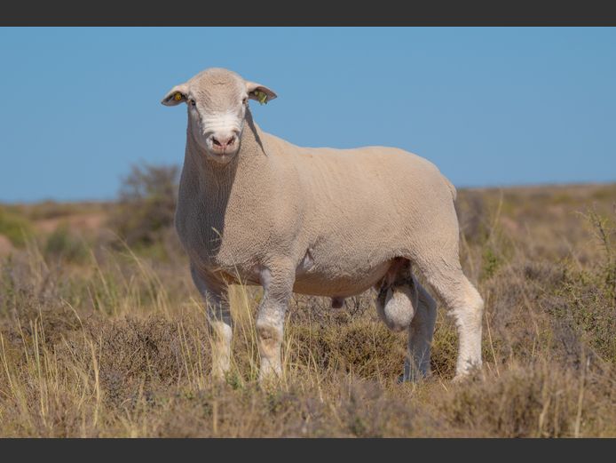 HE 240239 | EKSTEEN’S HATARI DORMER STUD