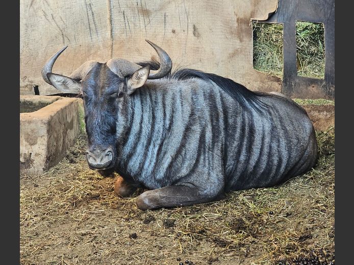 BLUE WILDEBEEST | DAGBREEK