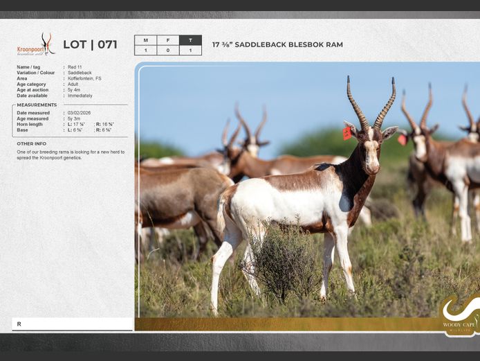 Blesbok - Saddleback | Kroonpoort Boerdery