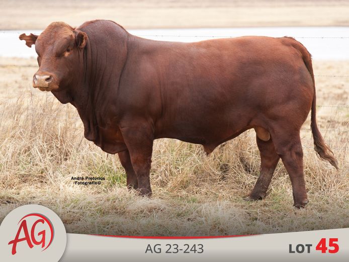 AG230243 | ARTHUR DE VILLIERS & SEUN
