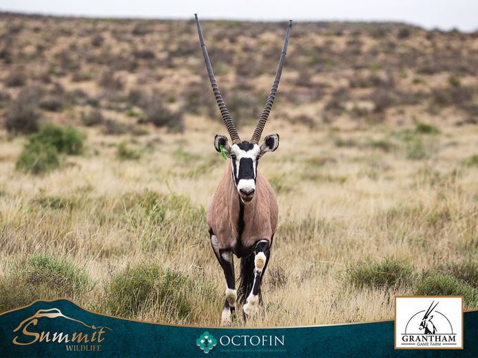44 2/8" ORYX BULL