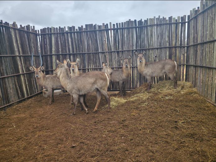 WATERBOK | HANLEY