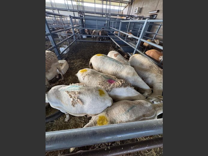 MEATMASTER | LOUMA BOERDERY