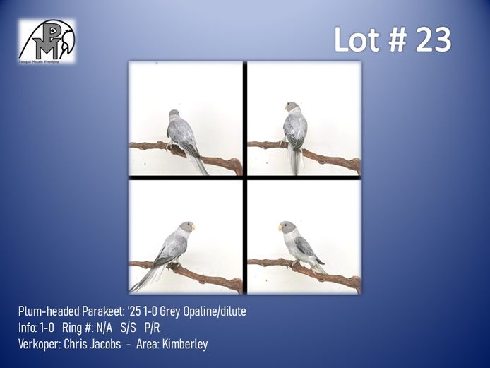 1-0 '25 Plum-headed Parakeet: Grey Opaline/dilute - Chris Jacobs