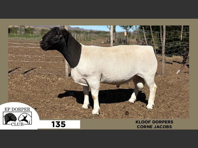 135  |  CORNE JACOBS - KLOOF DORPERS