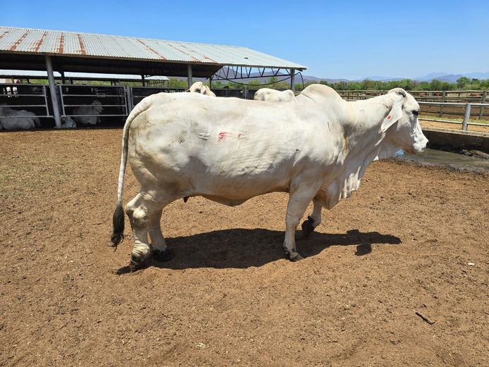 R101592 | R10 BRAHMANS