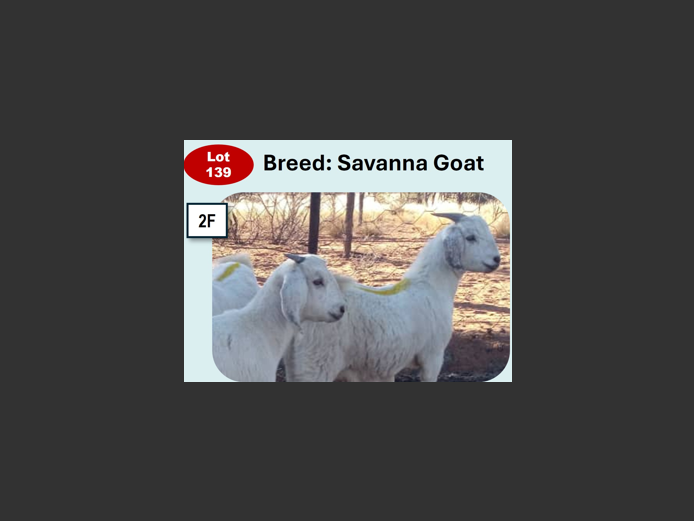 SAVANNA GOATS | ANNUAL MYTILUS AND ELOFF