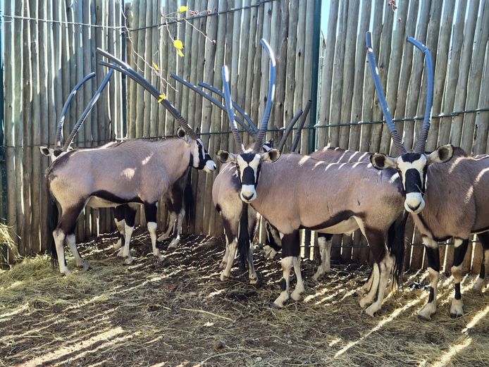 GEMSBOK