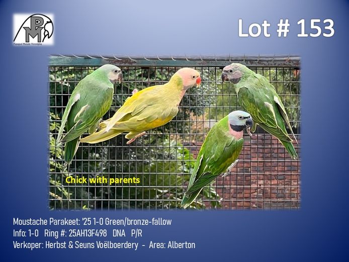 1-0 '25 Moustache Parakeet: Green/bronze-fallow - Herbst & Seuns Voëlboerdery
