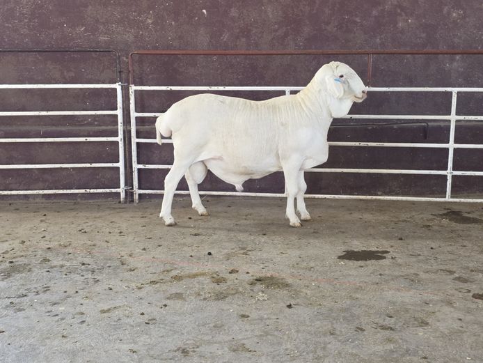 139 24 0500 | MNR. PR WIESE H/A BULBERG BDY