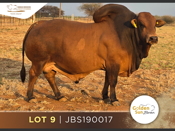 19-0017JBS | GOLDEN SUN BORAN