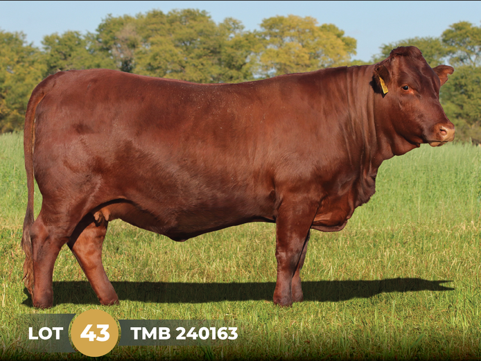 TMB 240163 | THINUS MARITZ BOERDERY