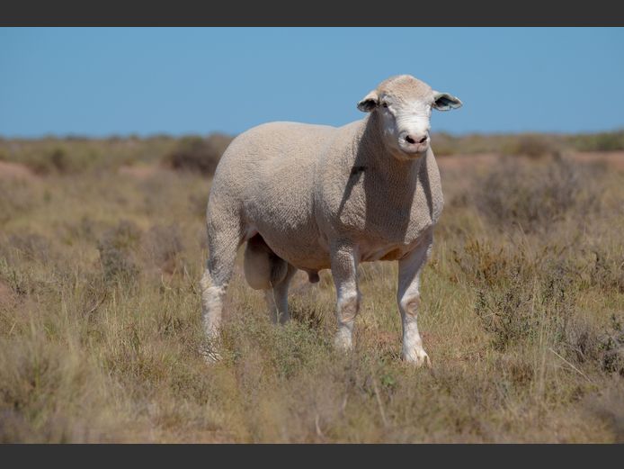 T 240474 | TWEE BROERS DORMER STOET