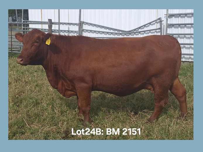 BM 21 51