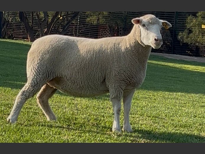 DH 220100 | HEYMAN DORMERS