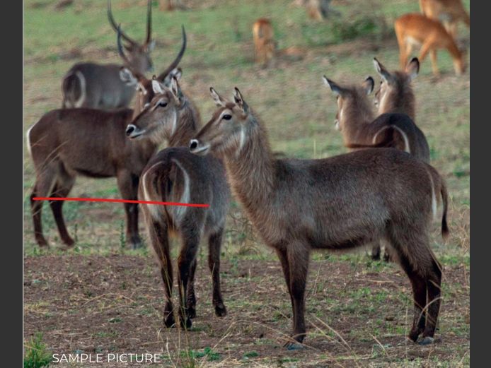 WATERBUCK | DU PREEZ WILD