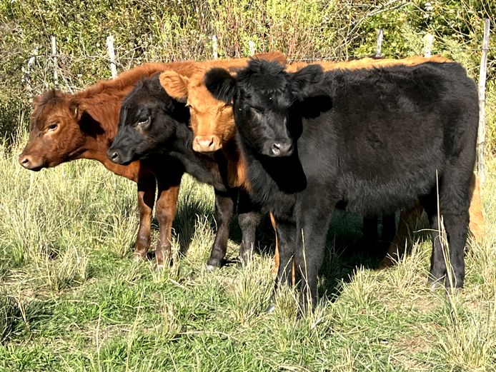 Weaners | Oakdene