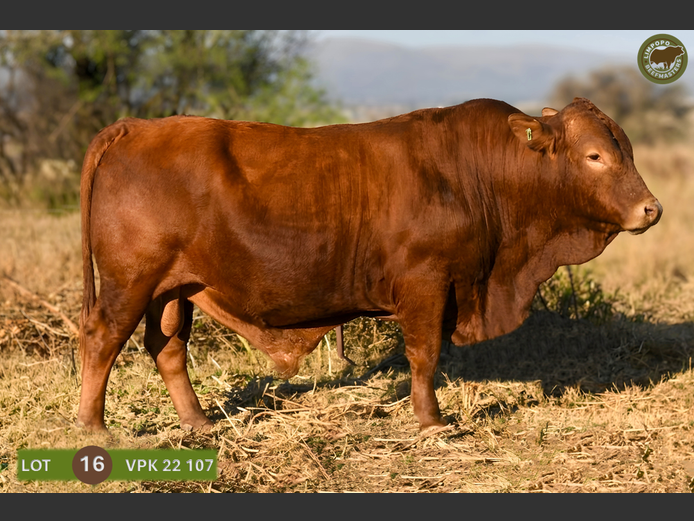 VPK220107 | WENKOR BEEFMASTERS
