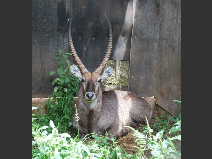 WATERBUCK | Christo Kruger Bdy