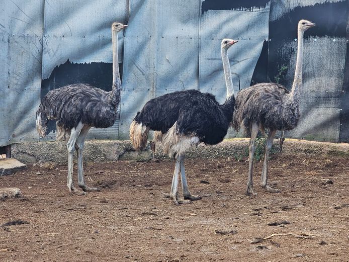OSTRICHES | HELICON