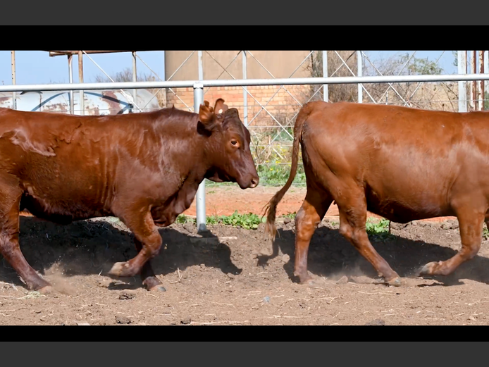 Commercial Animals | PE ROUX