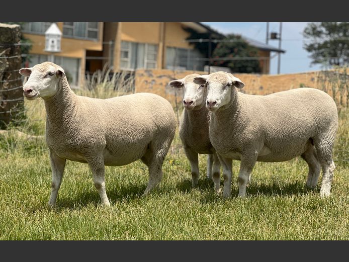 Commercial Animals | Johan Barnard