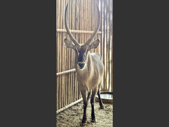 Waterbok Bul