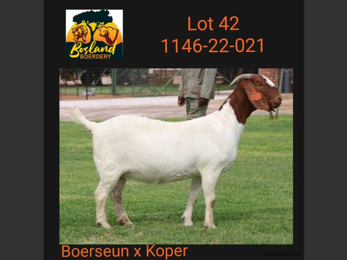 1146 22 0021 | BOSLAND BOERDERY