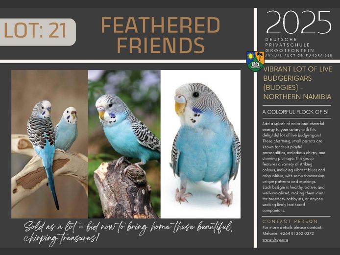 FEATHERED
FRIENDS | VIBRANT LOT OF LIVE
BUDGERIGARS
(BUDGIES) -
NORTHERN NAMIBIA 